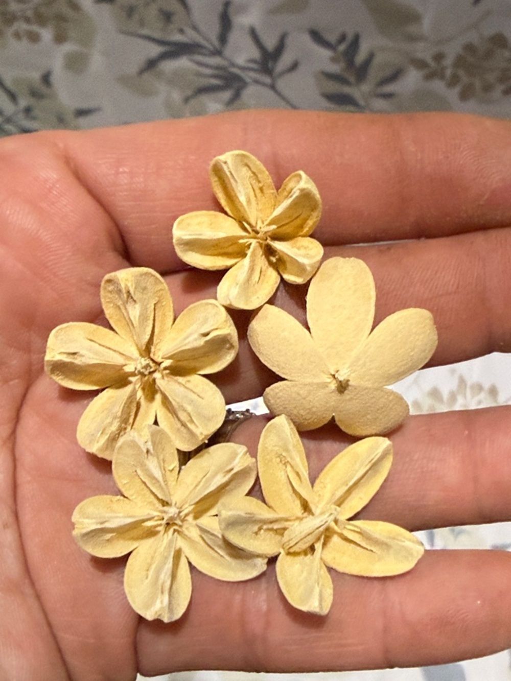 30 Dried Natural Seed Pods - Beige Decorative Accents